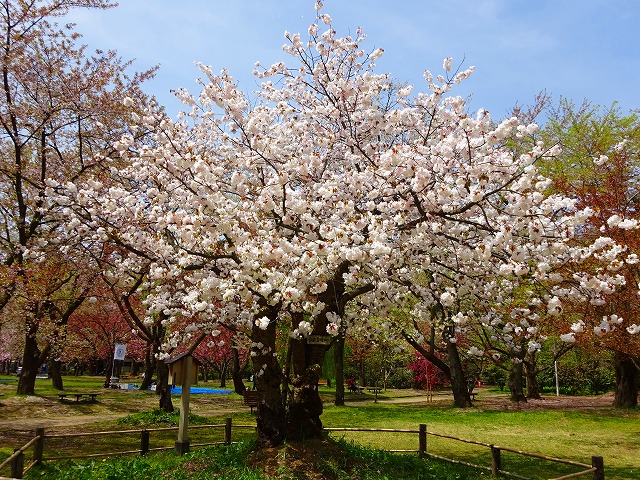 弘前市で発見されたサクラ‛弘前雪明かり’。平成29年11月に新しい園芸品種として認定を受けた。